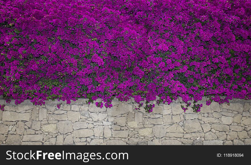 Bougainvillea flowers close up.Blooming bougainvillea.Bougainvillea flowers as a background.Floral background. Violet bougainville