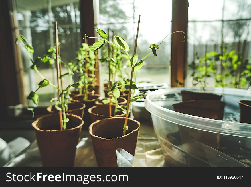 Potted Green Leaf Plants