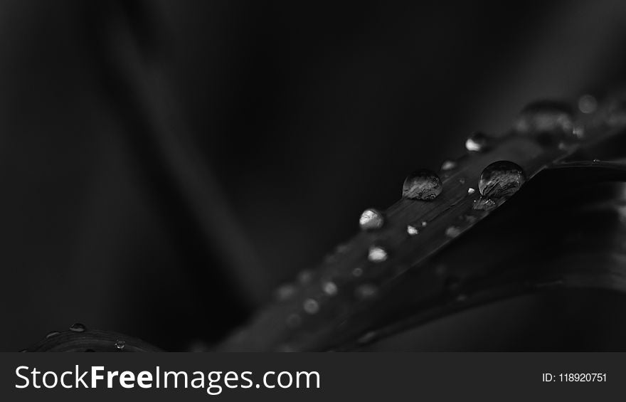 Monochrome Photo of Water Droplets on Leaf