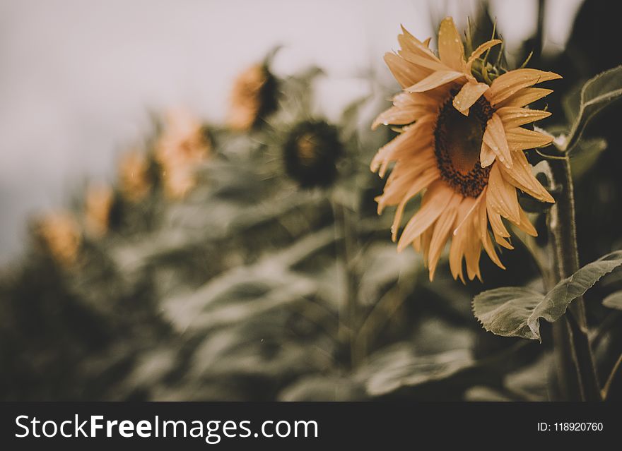 Selective Focus Photo Of Sunflower