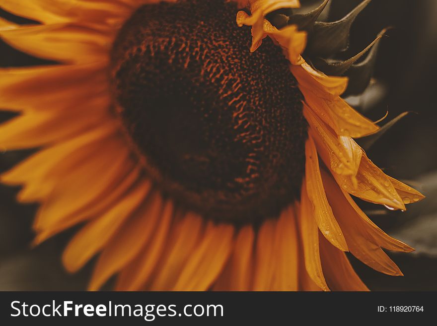 Close-up Photo of Sunflower in Bloom