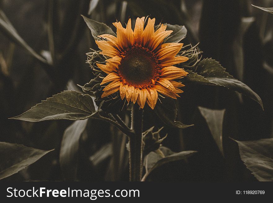 Sunflower Photography