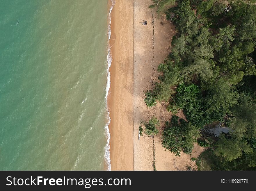 Aerial Photo of Trees on Beach