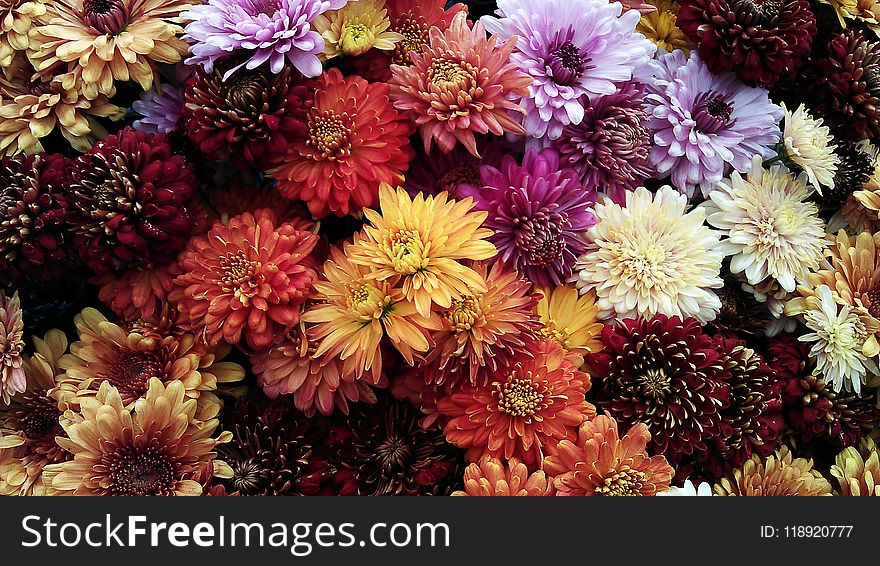 Assorted Flowers Photo