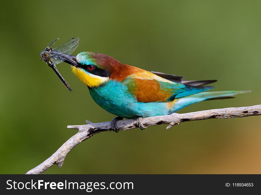 European bee-Eaters, Merops apiaster sits and brags on the good thread, has some insect in its beak during the mating season, the male feeds the female,a nice colorful background and a soft Golden light