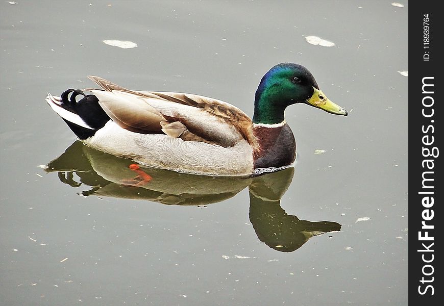 Duck, Mallard, Bird, Water Bird