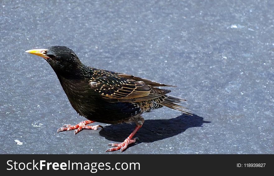 Bird, Fauna, Beak, Organism