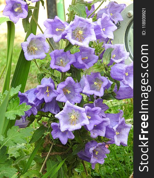 Flower, Plant, Bellflower Family, Flowering Plant