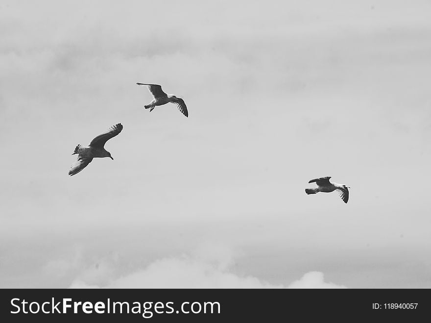 Bird, Black And White, Sky, Bird Migration