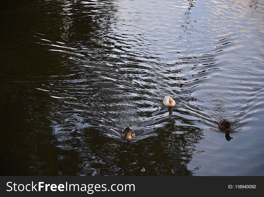 Water, Reflection, Bird, Pond