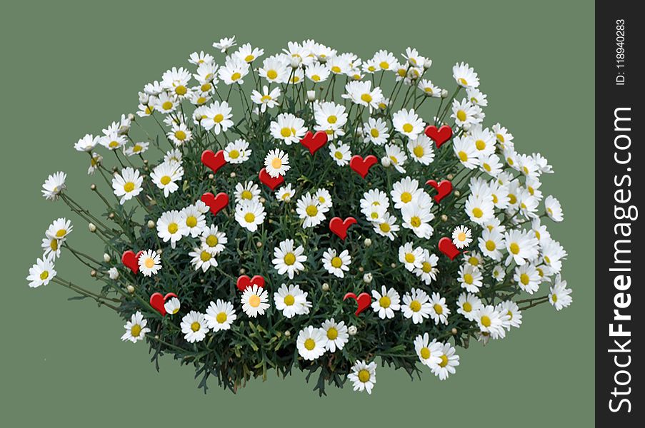 Flower, Flowering Plant, Plant, Marguerite Daisy