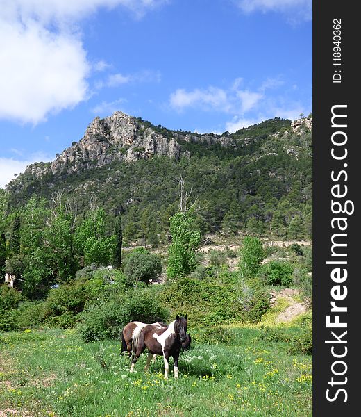 Highland, Pasture, Mountainous Landforms, Grassland