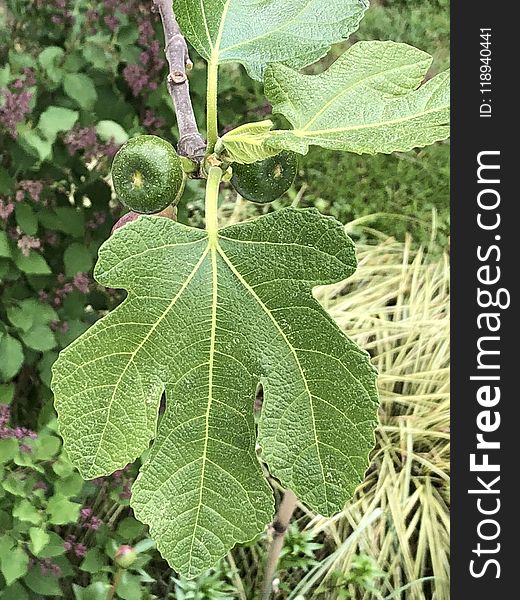 Leaf, Plant, Fruit Tree, Mulberry Family