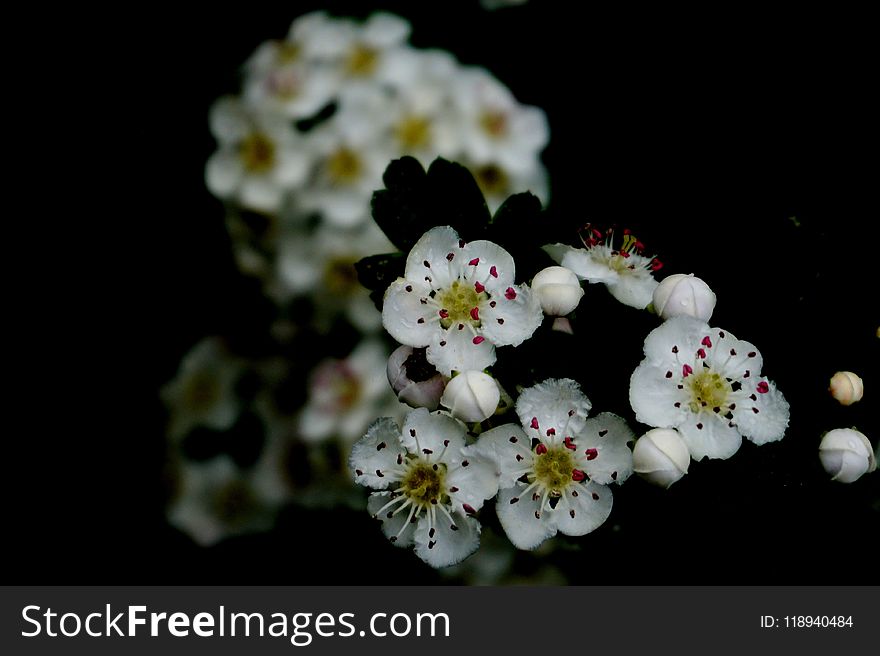 Flower, Blossom, Flora, Spring