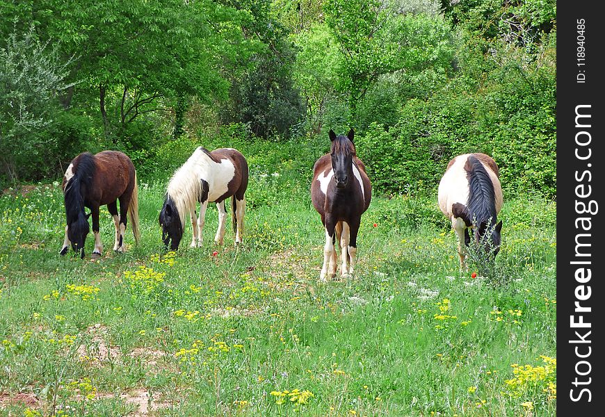 Horse, Pasture, Grazing, Grassland