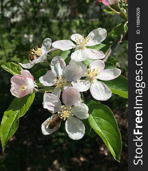 Blossom, Spring, Pollinator