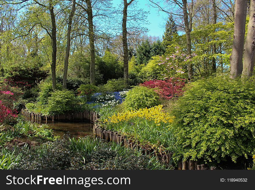 Nature, Plant, Vegetation, Garden