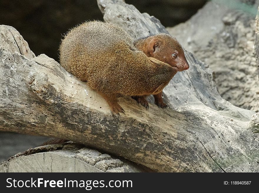 Mammal, Fauna, Terrestrial Animal, Mongoose