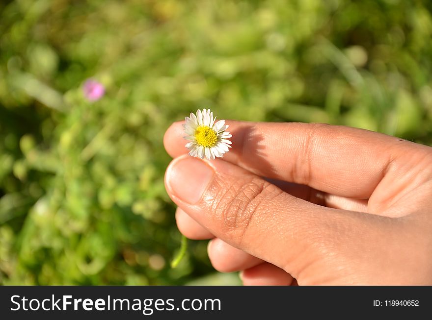 Flower, Flora, Hand, Finger