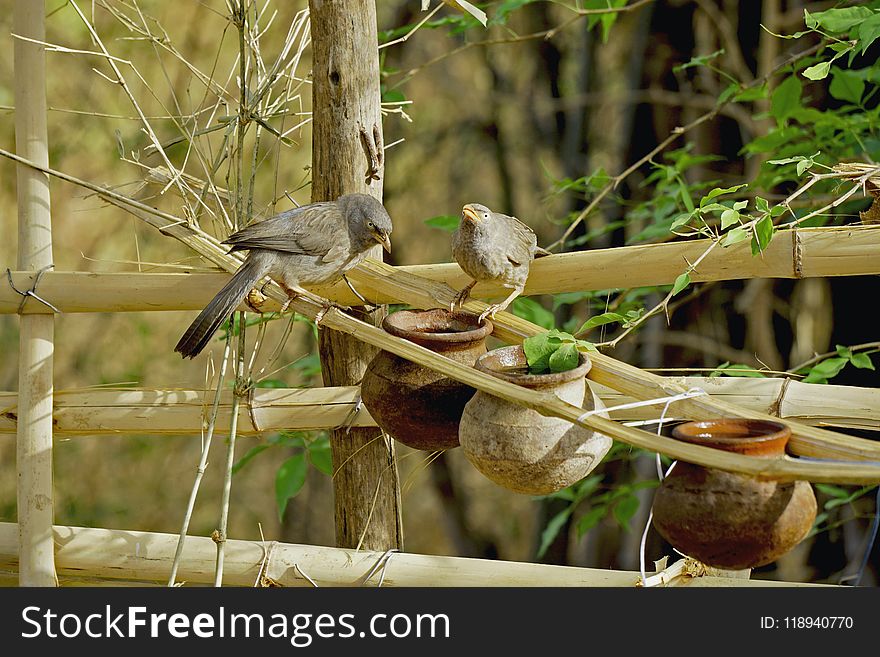 Bird, Fauna, Beak, Flora