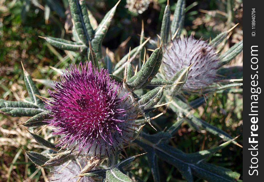 Plant, Silybum, Thistle, Artichoke Thistle