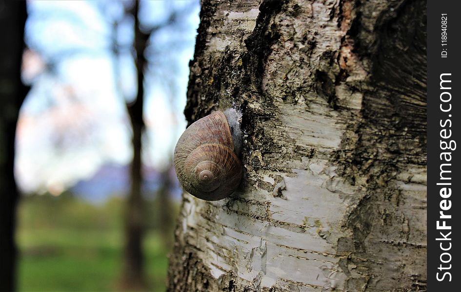 Tree, Snails And Slugs, Snail, Wood
