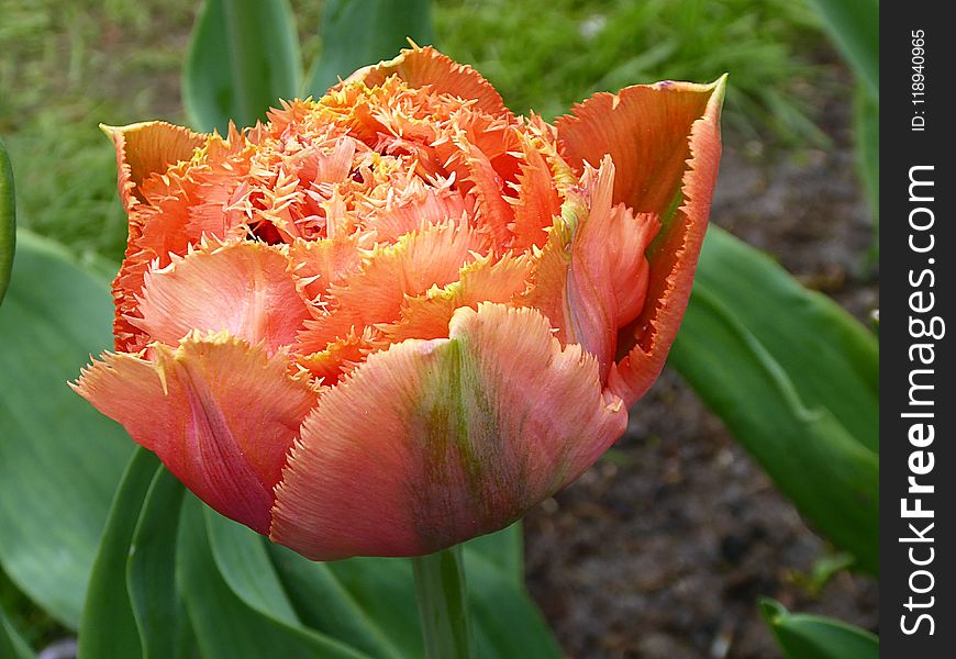 Flower, Tulip, Plant, Flowering Plant