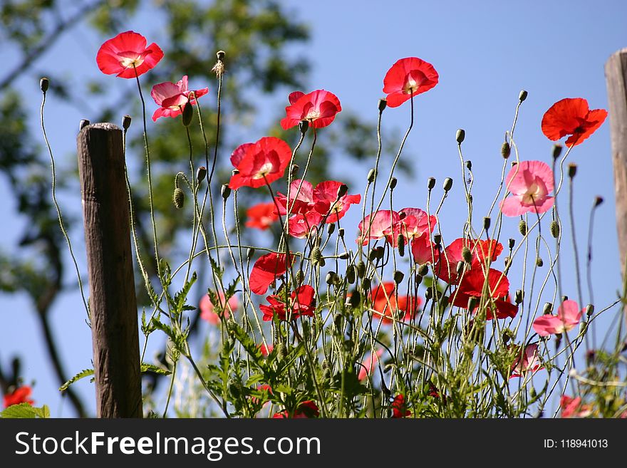 Flower, Wildflower, Plant, Flora