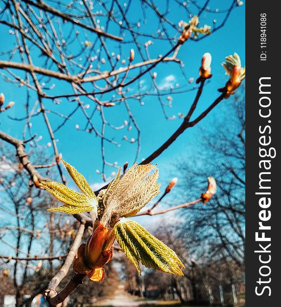 Branch, Tree, Plant, Spring