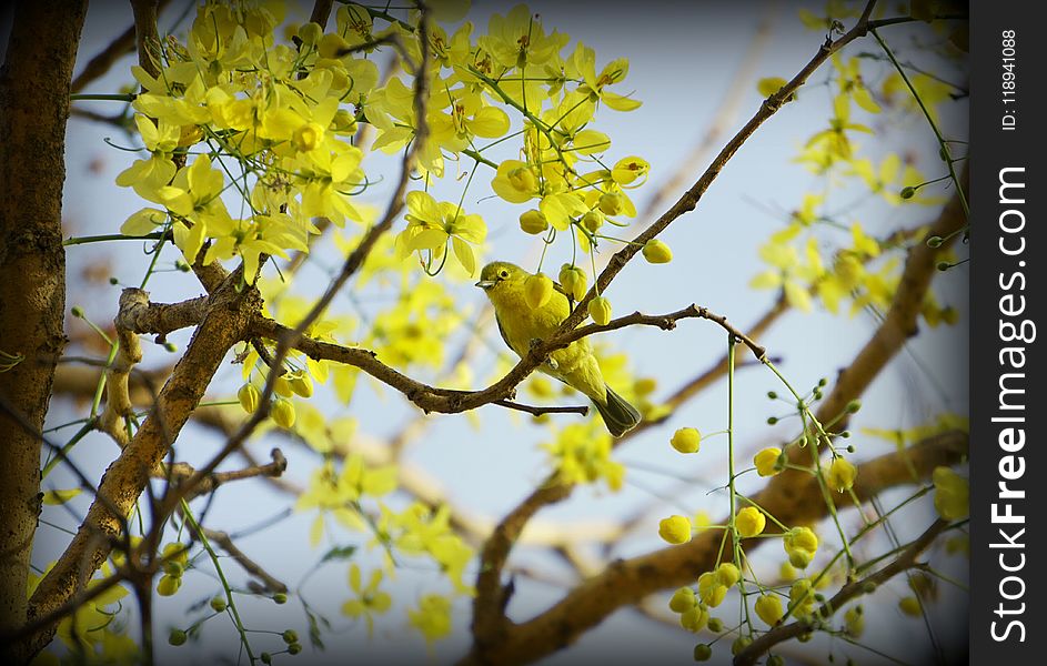 Branch, Yellow, Tree, Spring