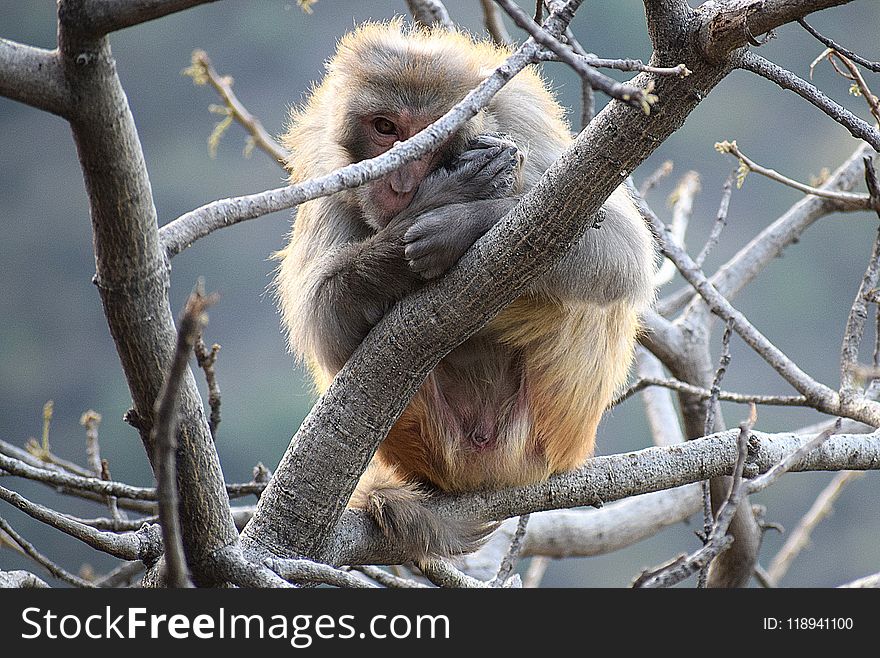 Mammal, Fauna, Macaque, Tree