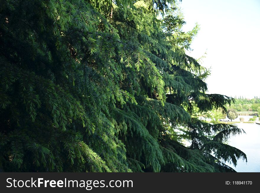 Tree, Vegetation, Ecosystem, Nature Reserve