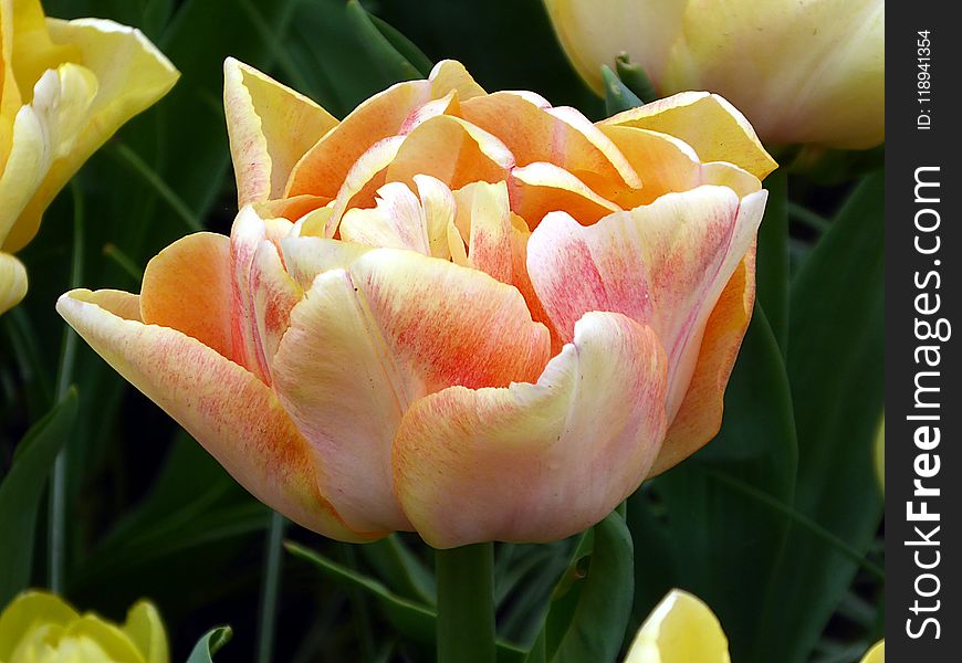 Flower, Plant, Tulip, Yellow