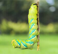 Caterpillar Stock Photos