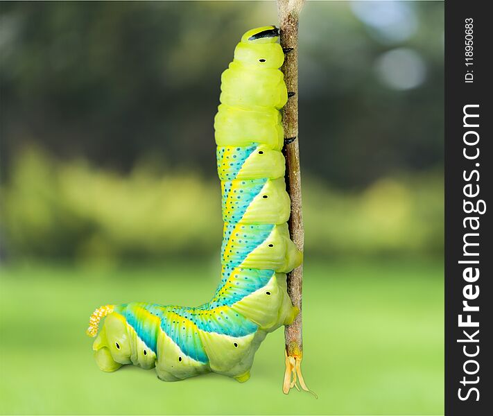 Caterpillar larva green moving up insect animal close to