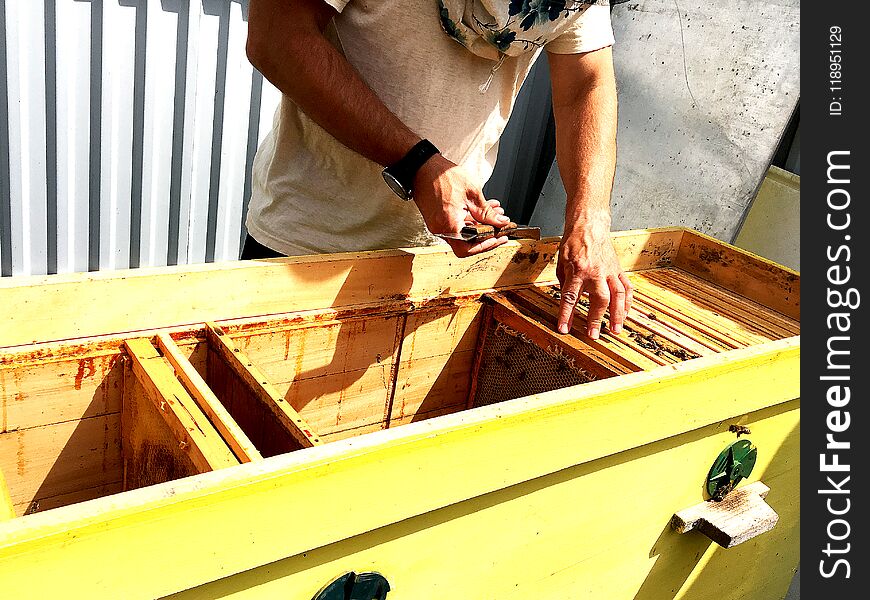 The photo shows beehive, wax honeycomb