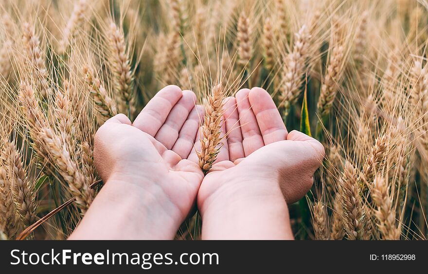 Woman`s hand holding wheat