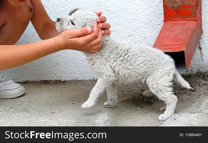 Boy loving stray puppy