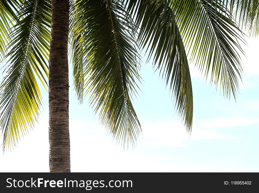 The coconut tree on sky background