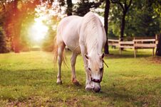 Beautiful White Horse In The Summer Field Royalty Free Stock Photography