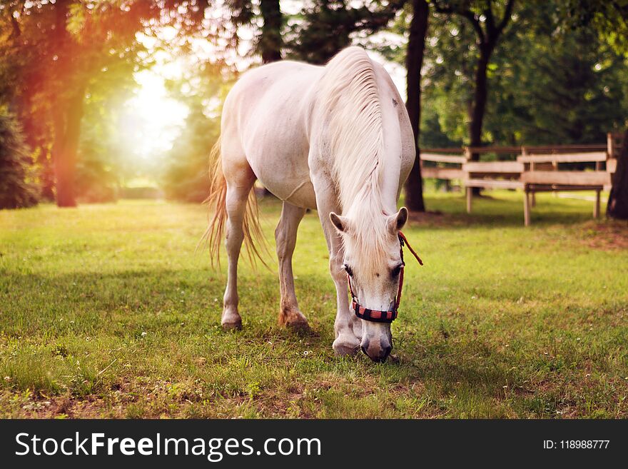 Beautiful white horse in the summer field