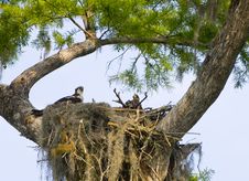 Osprey Nest Stock Photography Osprey Nest Stock Photography