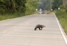 Large Alligator On The Road Stock Images Large Alligator On The Road Stock Images