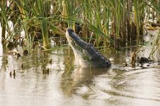 Alligator Mating Call Royalty Free Stock Photos Alligator Mating Call Royalty Free Stock Photos