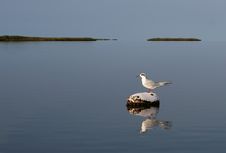 Buoy Tern Royalty Free Stock Images
