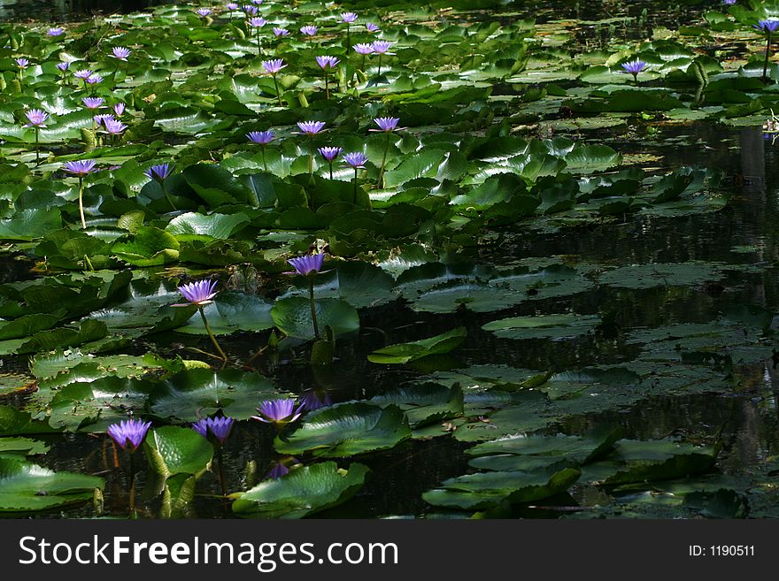 A blossom pool with purple waterlilies