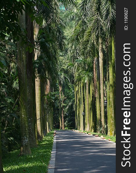 Landscape of a road,many king coconut palm trees