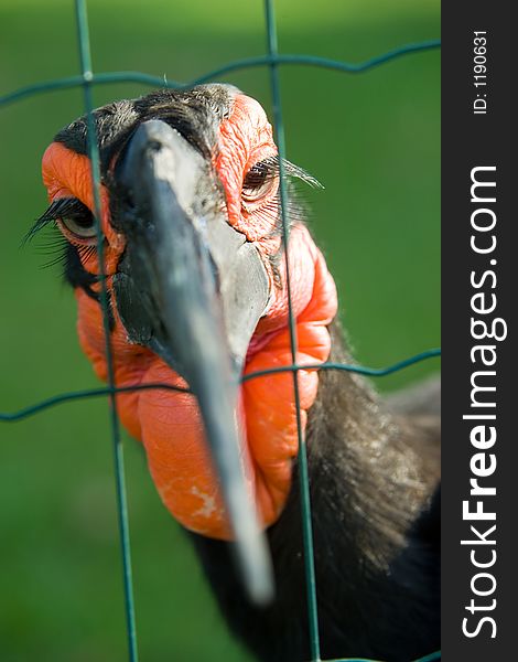 Exotic bird - African Ground hornbill behind the fence