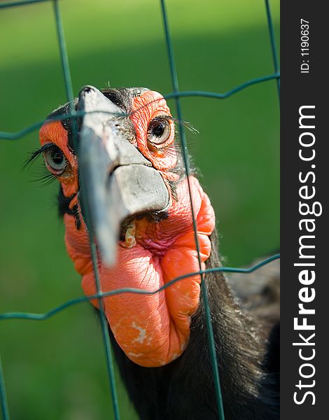 Exotic bird - African Ground hornbill behind the fence