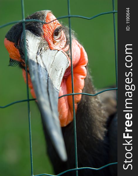 Exotic bird - African Ground hornbill behind the fence